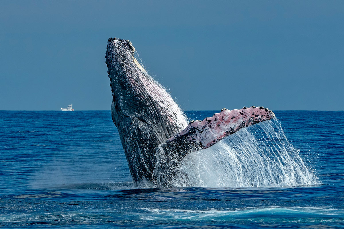 humpback whale